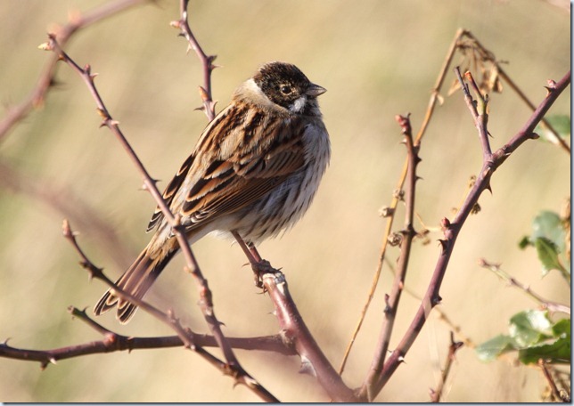 reed_bunting