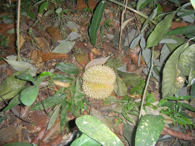 [durian%2520balik%2520pulau%252010%255B2%255D.jpg]