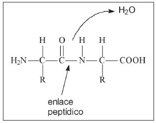 enlace peptidico 1