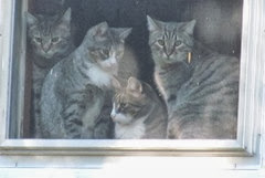 stray kitties in the window 10.18.13