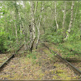 renaturiert, Birkenwald