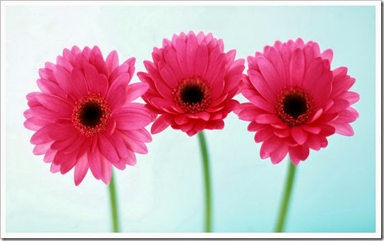 Three-pink-daisies