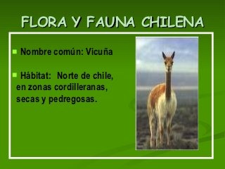 flora y fauna chilena (12)