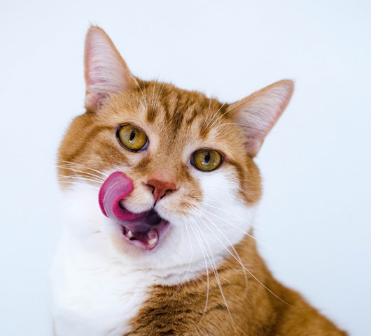 Animals___Cats__Funny_red-haired_cat_with_a_white_chest_046844_