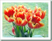 lanigan tulips