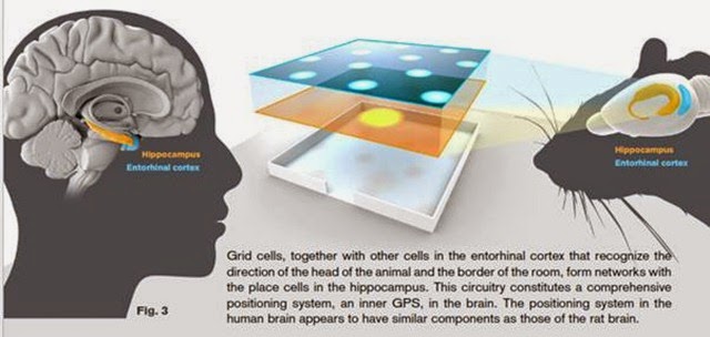 Place cells and Grid cells in Brain