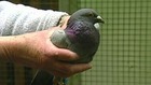 japanese pigeon