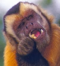 capuchin, a New World monkey