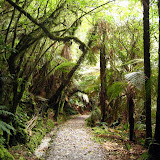 South Island - Franz Josef Gacier - Rainforest