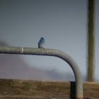 Mountain Bluebird