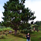 Wifey posing in front of a huge tree in Agong House area at Kapatagan