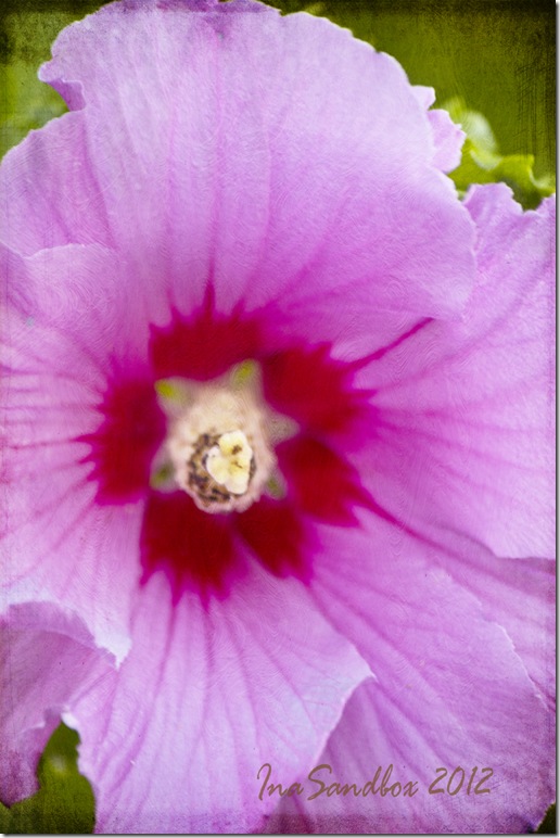 Rose of Sharon with Textures