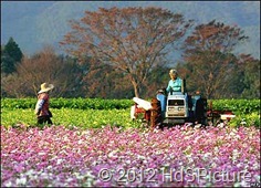 pertanian di Jepang