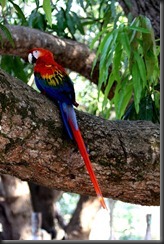 LL - Wild macaw