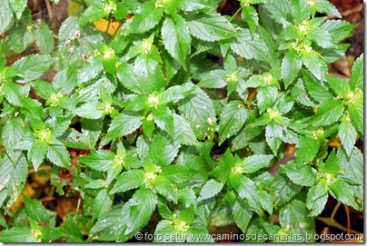 040 Sabinosa-Malpaso-Sabinosa(Ortiga mansa) 040 Sabinosa-Malpaso-Sabinosa(Ortiga mansa)