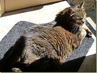 Taz Sun Taz Sun