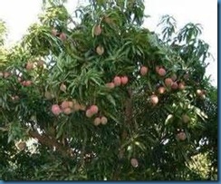 fruit laden tree
