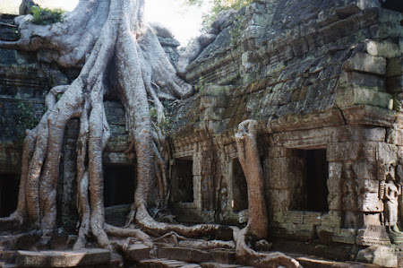 Imagini Cambogia: arborii Angkor Wat