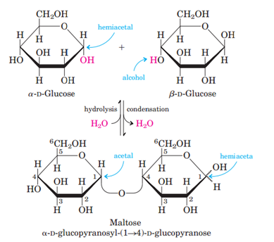 Maltose and its hydrolysis
