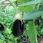 Dusky eggplant