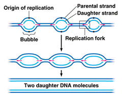 Eukaryotic DNA replication