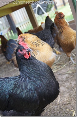 25 week old Chickens - Black Austrolorp 25 week old Chickens - Black Austrolorp