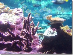 2012.09.02-028 aquarium