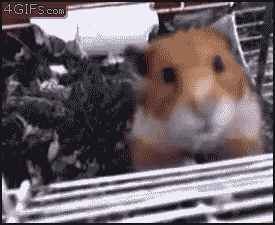 Hamster_eyeball Hamster_eyeball