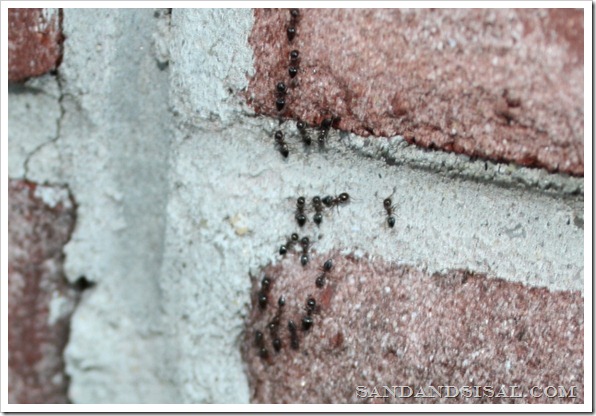 ants on bricks 
