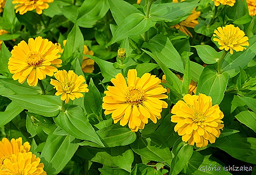Glória Ishizaka - Flor amarela 18