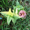 Zinnia (with variegated leaves)