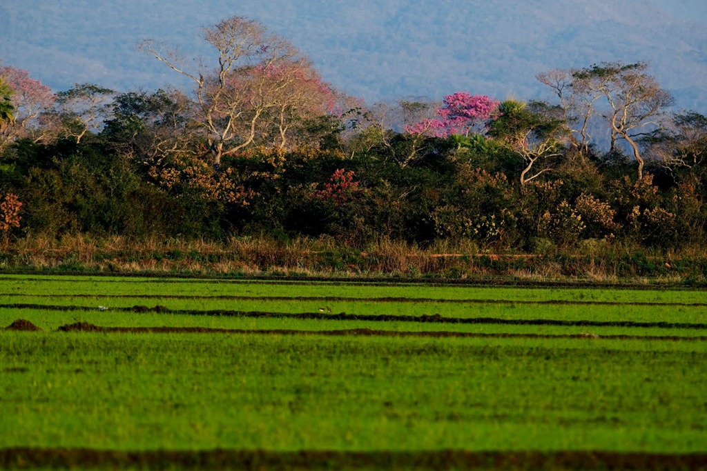 [ORI%252B58%252BCAMPOS%252BDE%252BARORZ%252BIRRIGADO%252B%252B%252BPANTANAL%252BFAZENDA%252BSAN%252BFRANCISCO%255B3%255D.jpg]