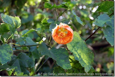 5433 La Laguna-Vueltas Acero-Firgas(Abutilon Darwinii) 5433 La Laguna-Vueltas Acero-Firgas(Abutilon Darwinii)
