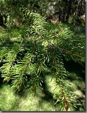Needles of white spruce