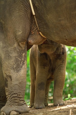 Imagini Thailanda: pui de elefant alaptat, Patata, Thailanda