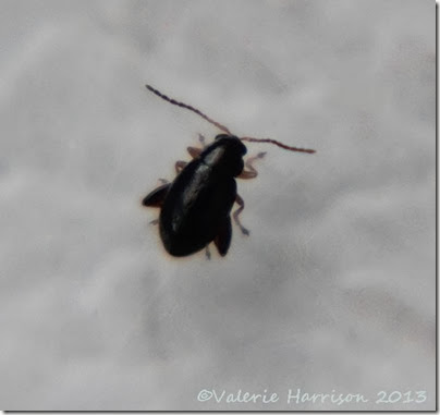 flea-beetle
