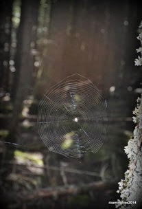 spiderweb