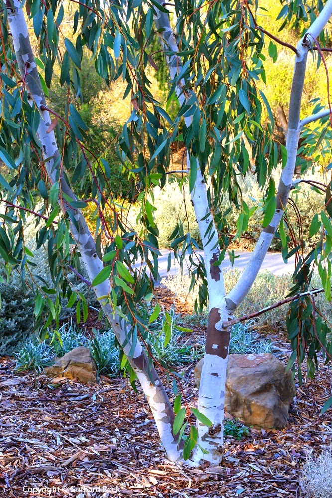 [131124_UCD_Arboretum_AustralianCollection_Eucalyptus-pauciflora_03%255B6%255D.jpg]