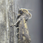 Clemens' Grass Tubeworm Moth