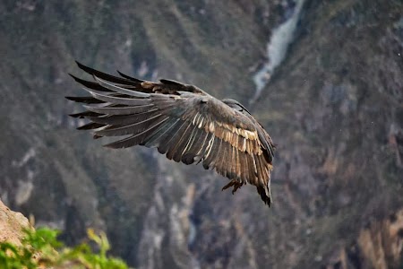 Condorul, pasarea nationala in Peru