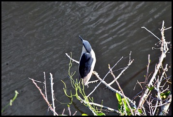 14i - At the tower - Black-crowned Night-Heron