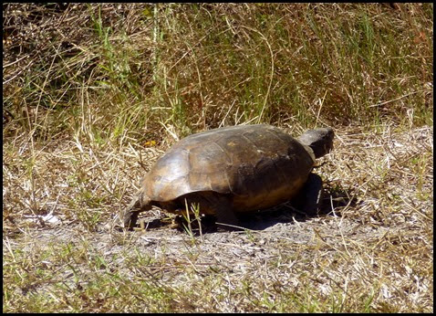 01 - another gopher tortoise