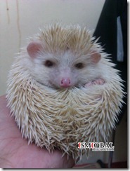 hedgehog hedgehog,pet