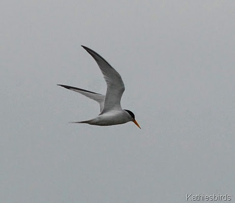 8. common tern-kab