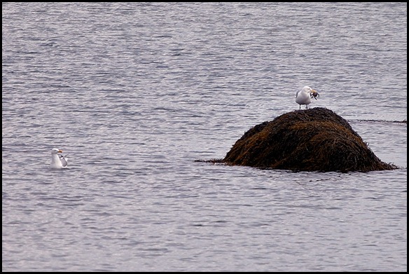 08 - sea gulls