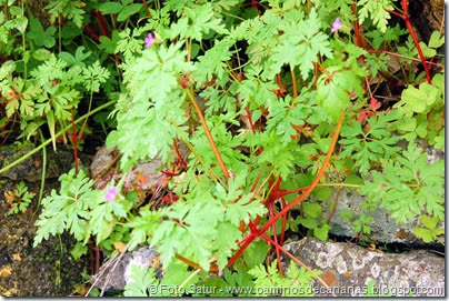 7725 La Laguna-Barranco del Laurel(Alfilerillo zanahoria) 7725 La Laguna-Barranco del Laurel(Alfilerillo zanahoria)