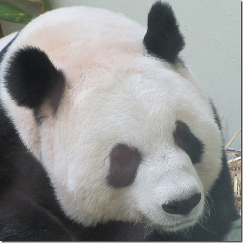 panda-she