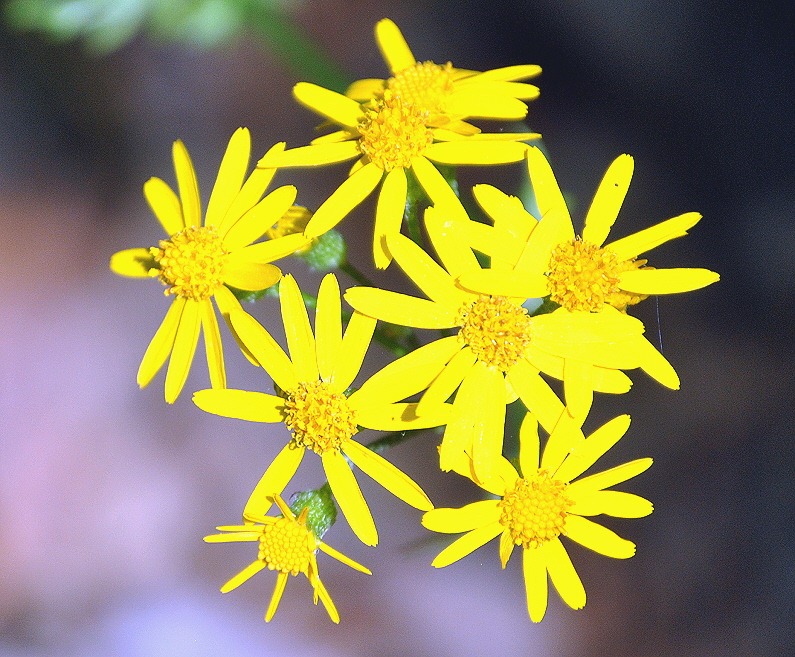 [04---Spring-Wildflowers---X2---cant-%255B3%255D.jpg]