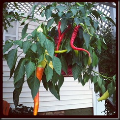 Peppers from our hanging planter