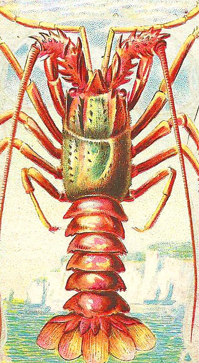 [lobster%255B6%255D.jpg]